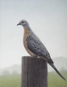 Bild einer Wandertaube - Picture of a Passenger Pigeon - 2012   